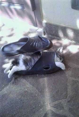 Funny-Cat-Flip-Flop Funny Cat Flip Flop
