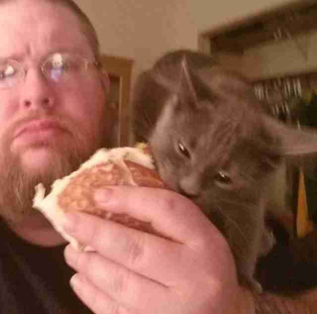 Funny-Cat-Grey Funny Cat Grey