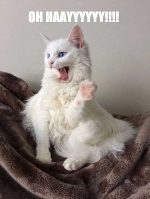 Funny-Cat-Hay Funny Cat Hay