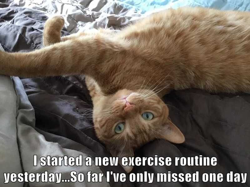Funny-Cat-Orange Funny Cat Orange