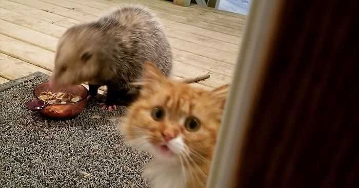 Funny-Cat-Possum Funny Cat Possum