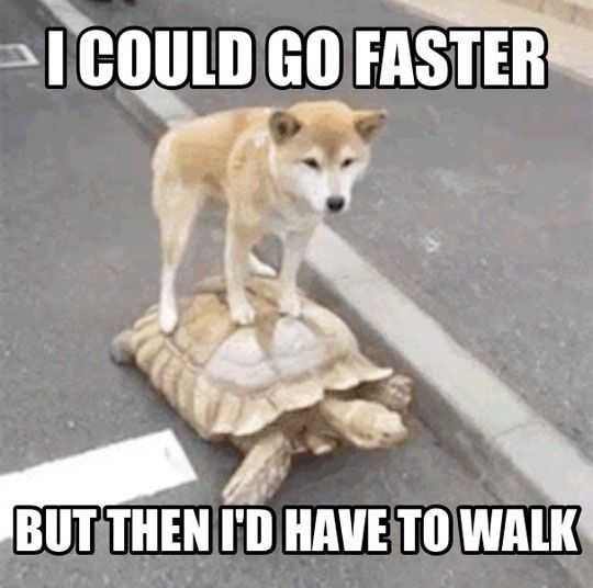 Funny-Cat-Ride-Turtle Funny Cat Ride Turtle