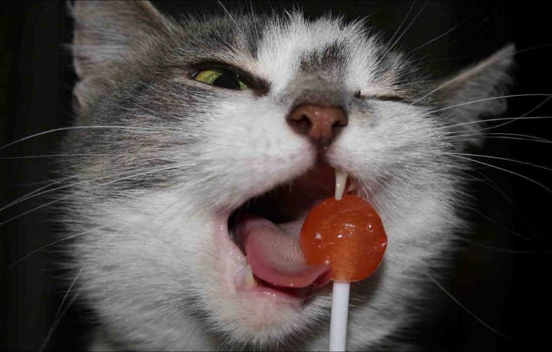 Funny-Cat-Sucker Funny Cat Sucker