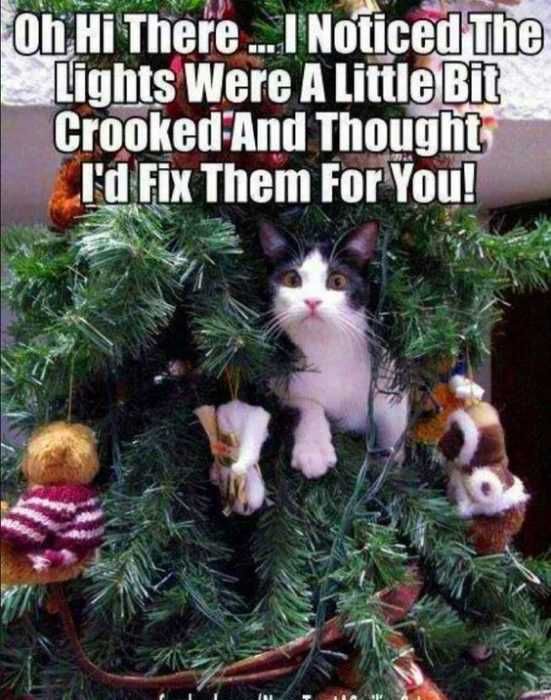 Funny-Cat-Tree-Help Funny Cat Tree Help