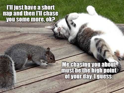 Funny-Chasing-You Funny Chasing You