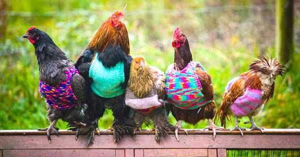 Funny-Chickens-Onesies Funny Chickens Onesies