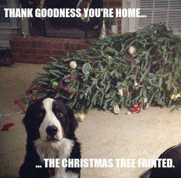 Funny-Christmas-Tree-Dog Funny Christmas Tree Dog