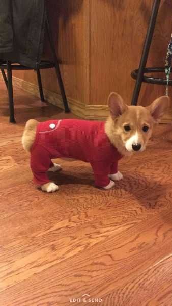 Funny-Corgi-Onesie Funny Corgi Onesie