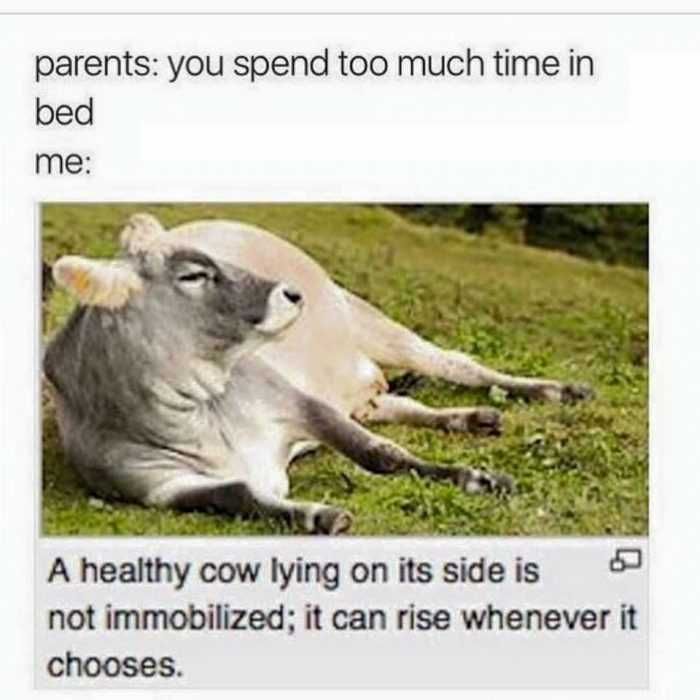 Funny-Cow-Lie Funny Cow Lie