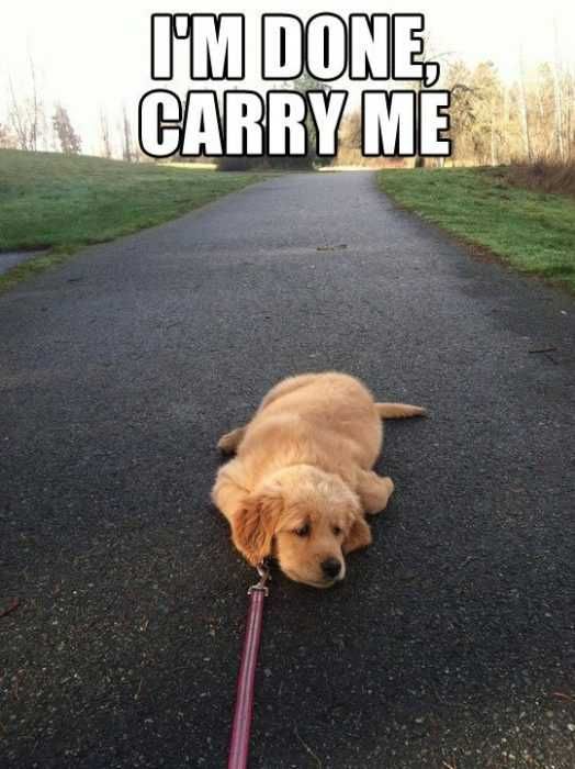 Funny-Dog-Carry-Me Funny Dog Carry Me