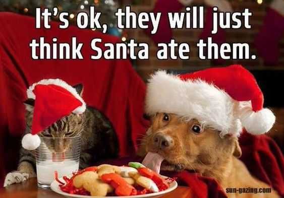 Funny-Dog-Cat-Eat Funny Dog Cat Eat