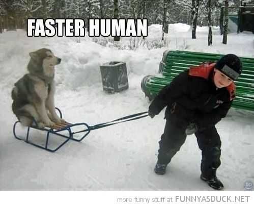Funny-Dog-Faster Funny Dog Faster