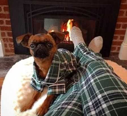 Funny-Dog-Match Funny Dog Match