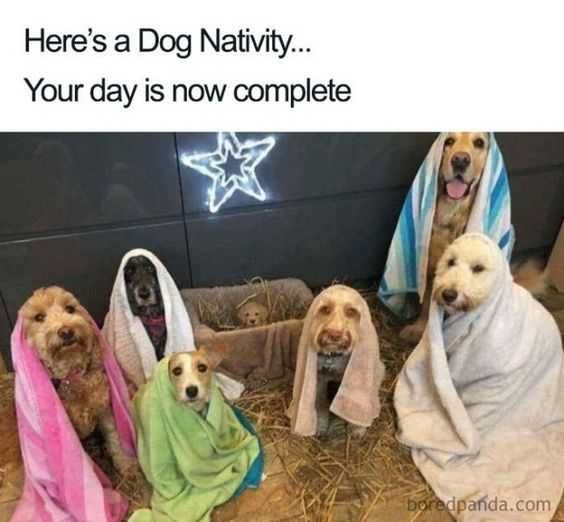 Funny-Dog-Nativity Funny Dog Nativity