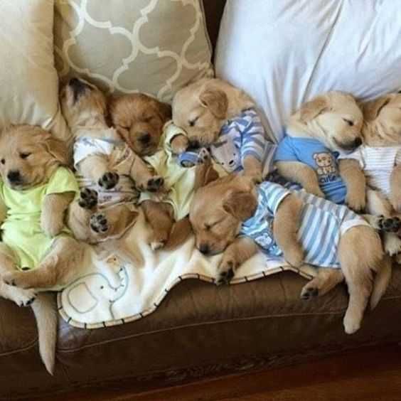 Funny-Dog-Pile-Pjs Funny Dog Pile Pjs