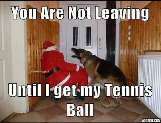 Funny-Dog-Santa-Tennis Funny Dog Santa Tennis