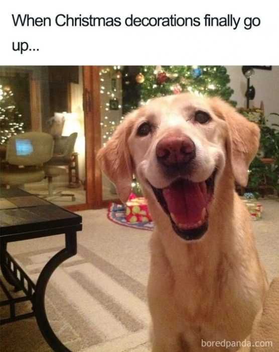 Funny-Dog-Smile Funny Dog Smile
