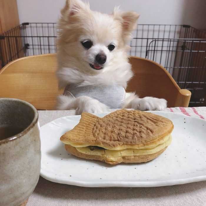 Funny-Dog-Smilesandwich Funny Dog Smilesandwich