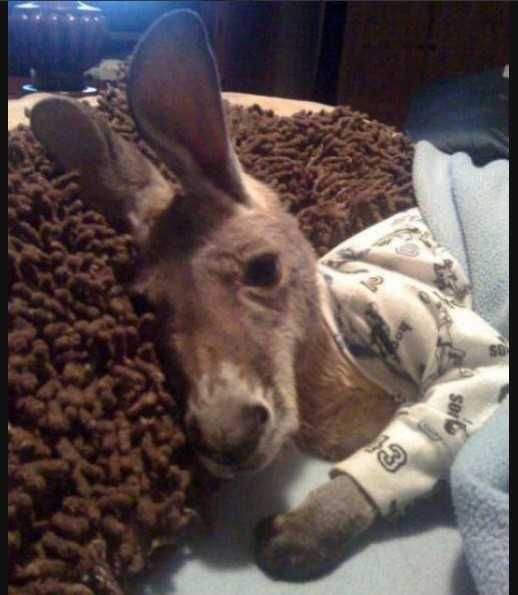 Funny-Donkey-Pjs Funny Donkey Pjs