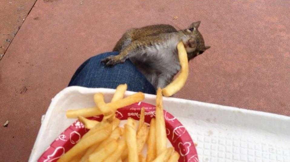 Funny-Fries-Theft Funny Fries Theft