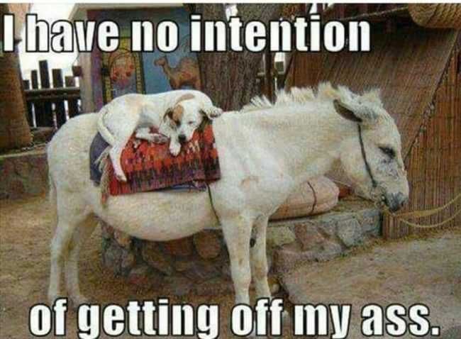 Funny-Getting-Off-Donkey Funny Getting Off Donkey