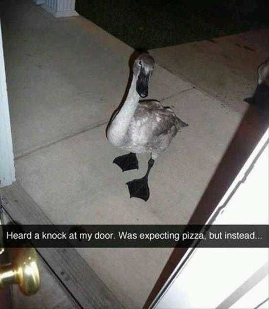 Funny-Goose-Door Funny Goose Door