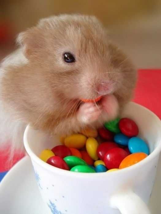 Funny-Hamster-Mms Funny Hamster Mms