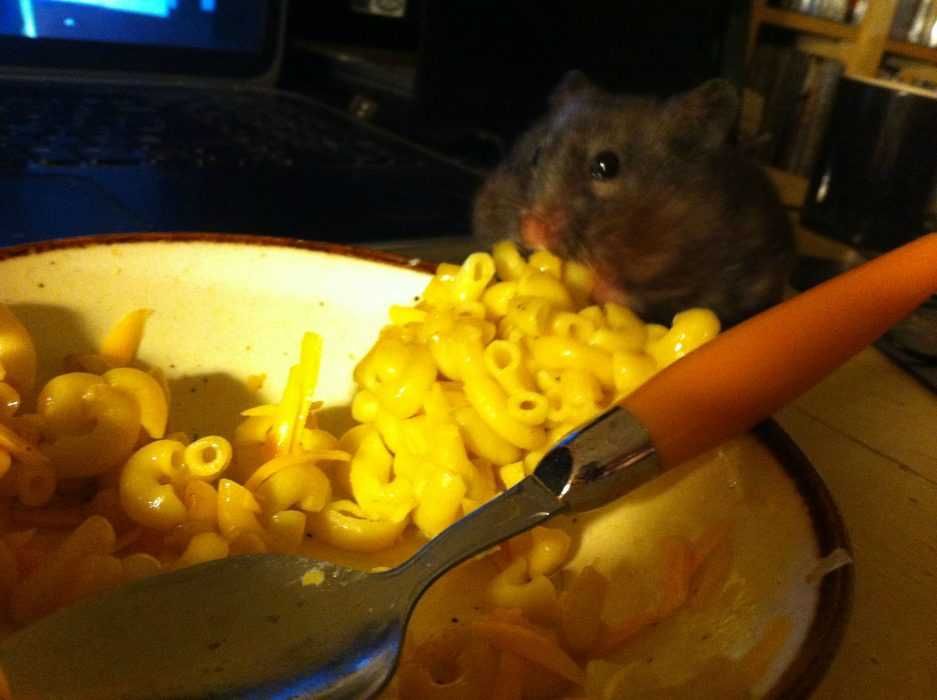 Funny-Hamster-Noodles Funny Hamster Noodles