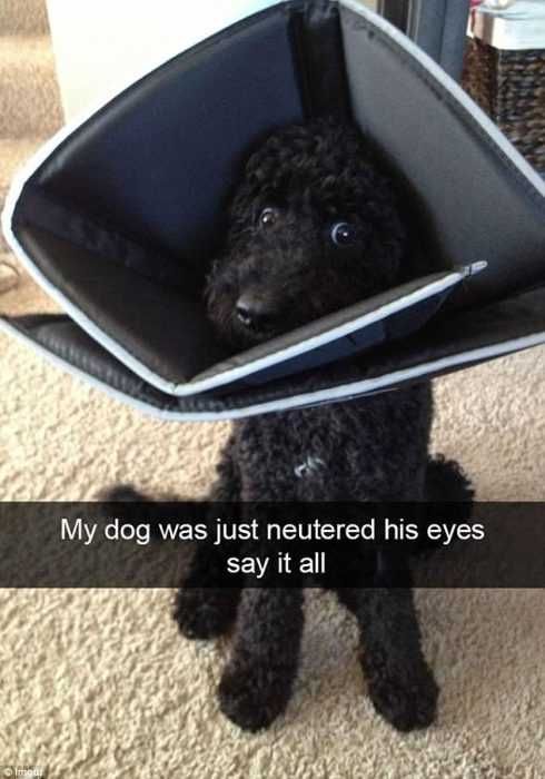 Funny-His-Eyes Funny His Eyes