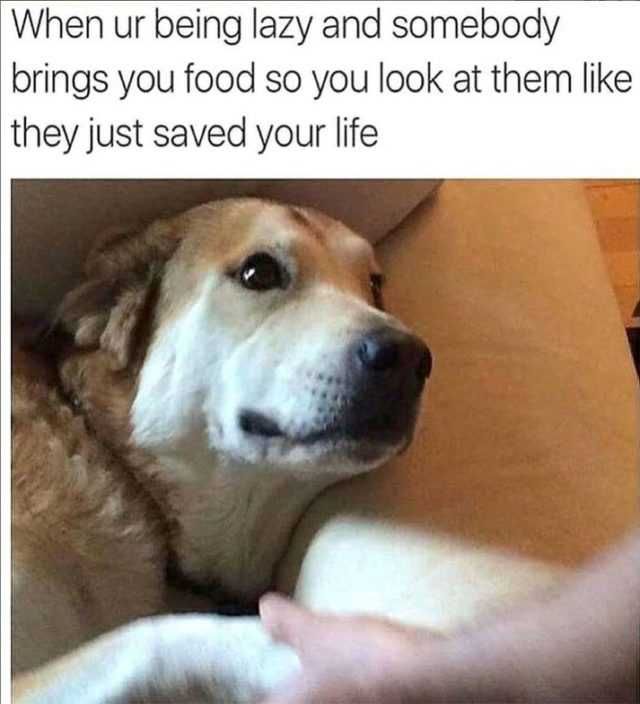 Funny-Lazy-Dog-Food Funny Lazy Dog Food