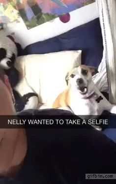 Funny-Nelly-Selfie Funny Nelly Selfie