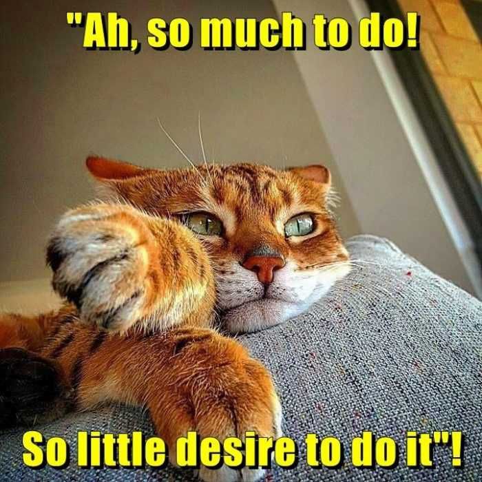 Funny-Orange-Cat-Lazy Funny Orange Cat Lazy