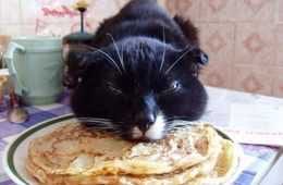 Funny Pancake Cat