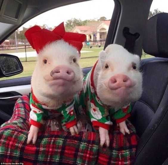 Funny-Pigs-Christmas Funny Pigs Christmas