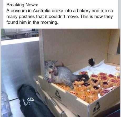 Funny-Posum-Pizza Funny Posum Pizza