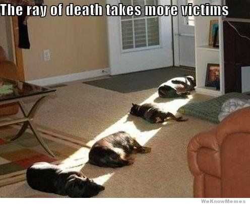 Funny-Ray-Cat Funny Ray Cat