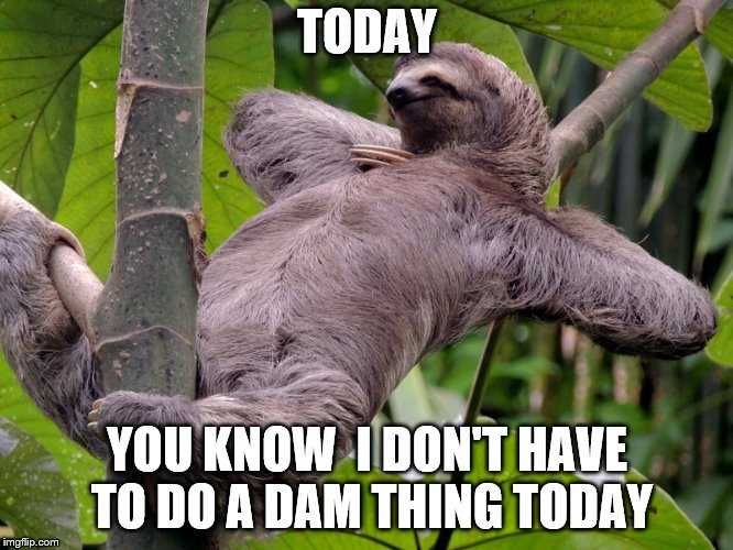 Funny-Sloth-Thing Funny Sloth Thing