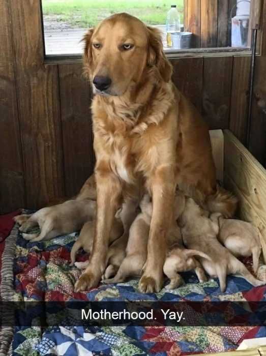 Funny-Snapchat-Motherhood Funny Snapchat Motherhood