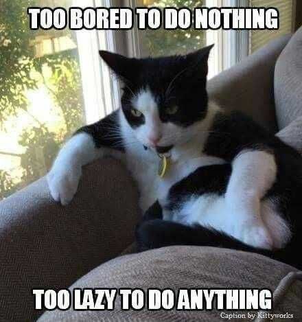 Funny-Too-Lazy-To-Do Funny Too Lazy To Do