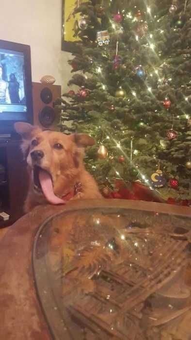 Funny-Tree-Dog Funny Tree Dog