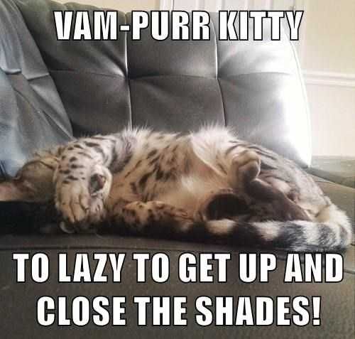 Funny-Vampire-Kitty Funny Vampire Kitty