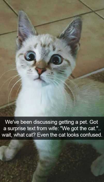 Funny-Wait-What-Cat Funny Wait What Cat