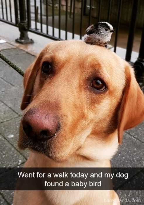 Funny-Went-Walk-Bird Funny Went Walk Bird