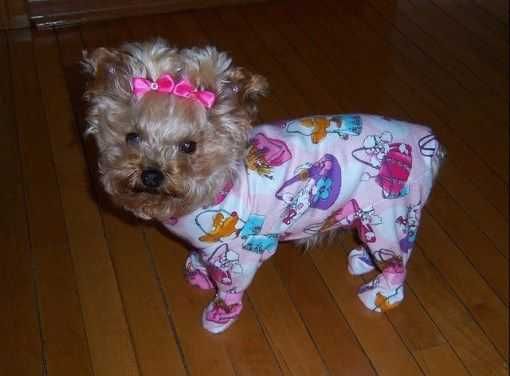 Funny-Yorkie-Pjs-1 Funny Yorkie Pjs 1