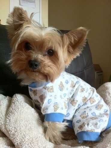 Funny-Yorkie-Snuggle-1 Funny Yorkie Snuggle 1