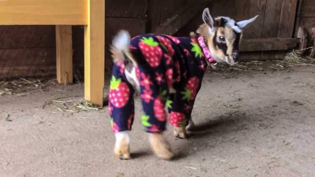 Funy-Goat-Pjs Funy Goat Pjs