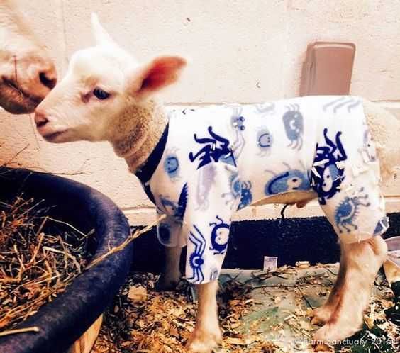 Goat-In-Pjs Goat In Pjs