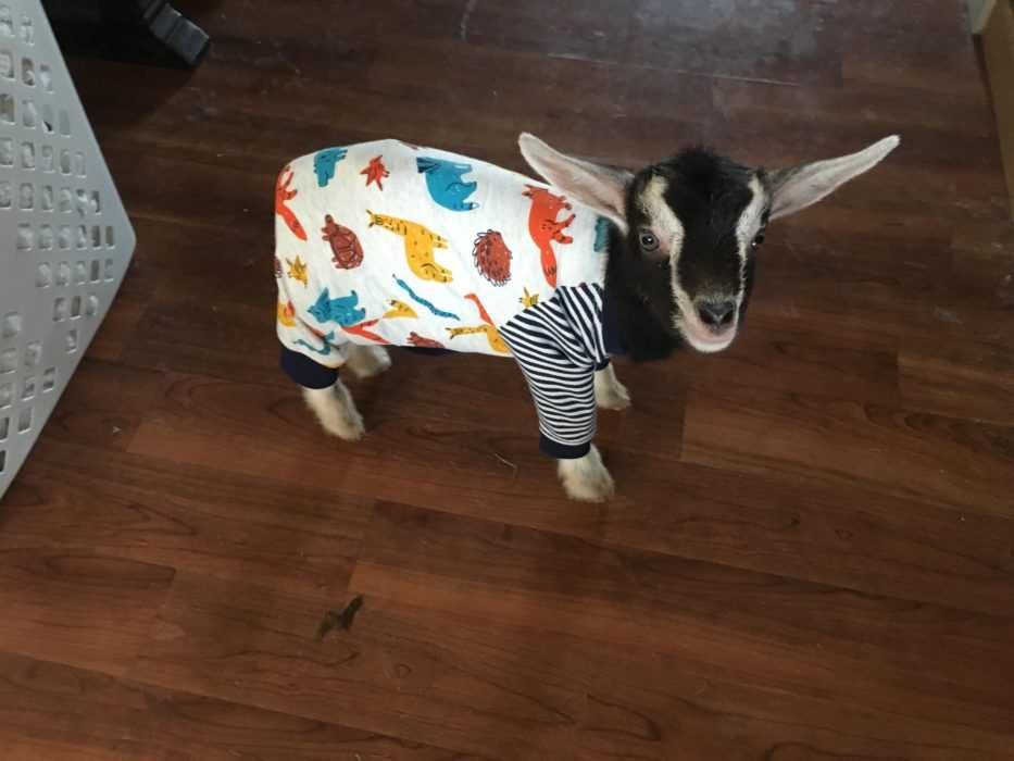 Goats-Pjs Goats Pjs