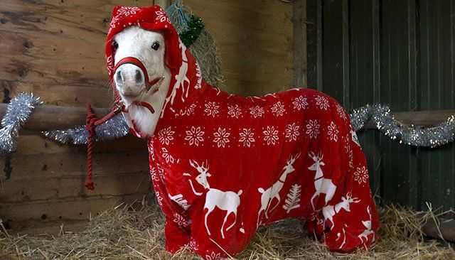 Horse-In0Pajamas Horse In0Pajamas