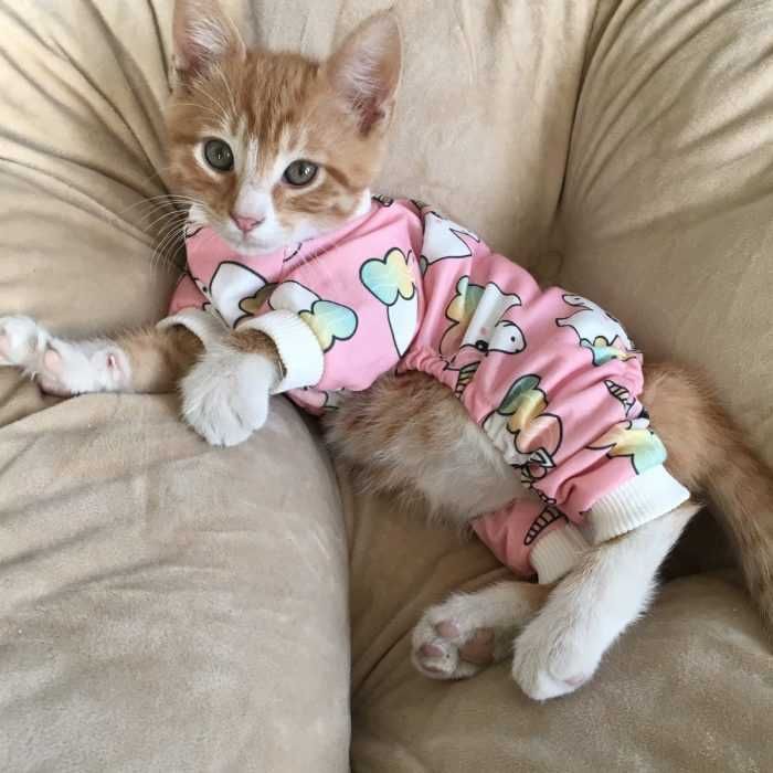 Kitten-In-Pjs Kitten In Pjs